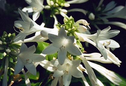 My Favorite Hostas
